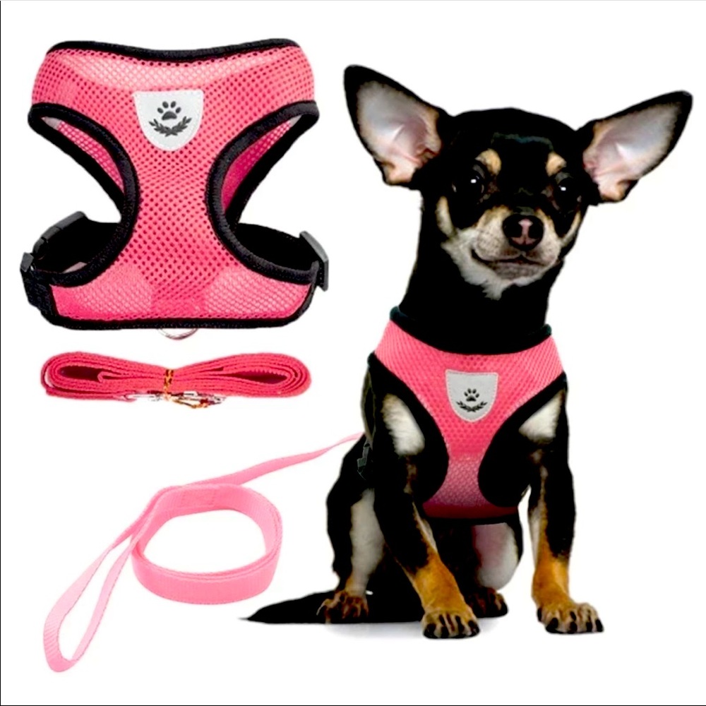 Dog harness with leash.